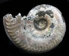 Iridescent Sublunduloceras Ammonite Fossil - Russia #34603-1